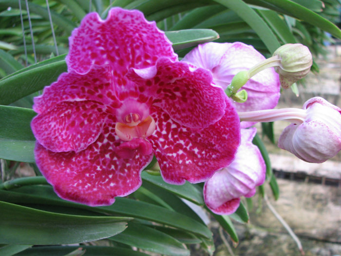 Vanda Srakaew x Bitz's Heartthrob x Ascocenda Lenakamolphun.jpg