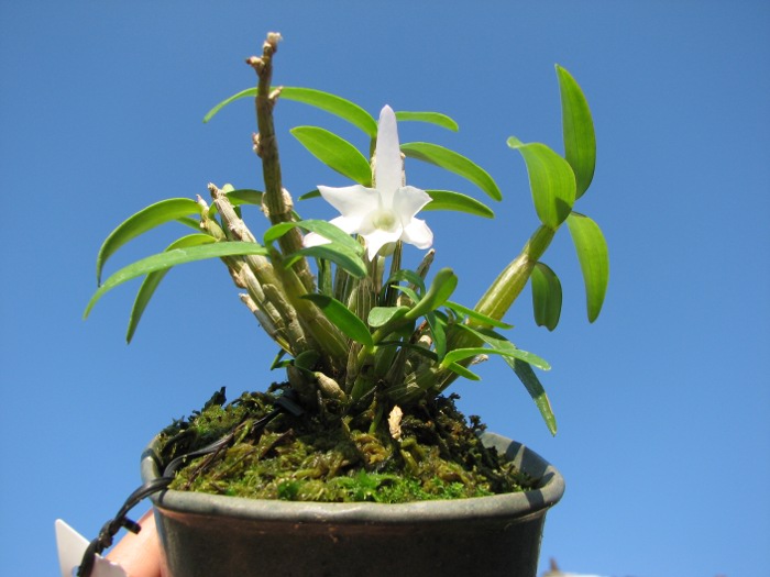 Dendrobium moniliforme Matsushima.JPG