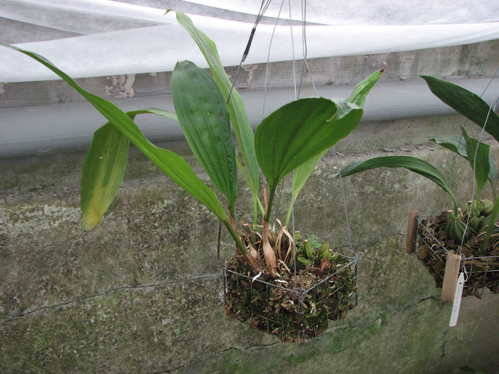 Stanhopea insignis.jpg