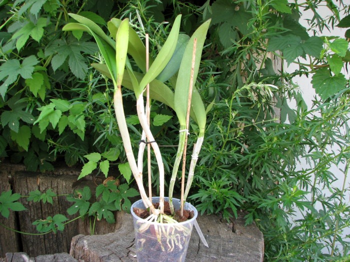 (Brassavola digbyana x Rhyncholaeliocattleya Young Kong) 'ORCHIS'.JPG