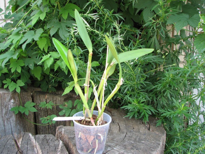 Brassavola glauca x Cattleya intermedia.JPG