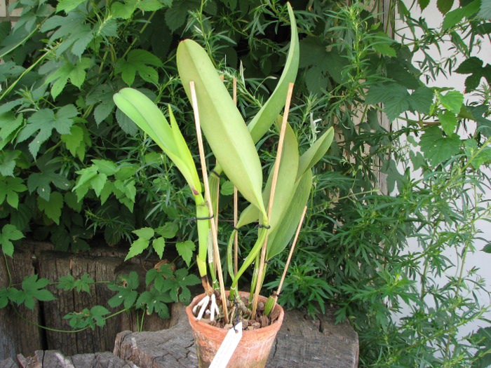 Brassolaeliocattleya Toshie Aoki 'Red Hsinying' (Faye Miyamoto x Waianae Flare).JPG