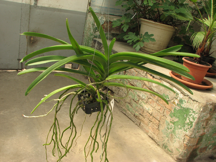Vanda Keeree Sapphire X V Chaiya.jpg