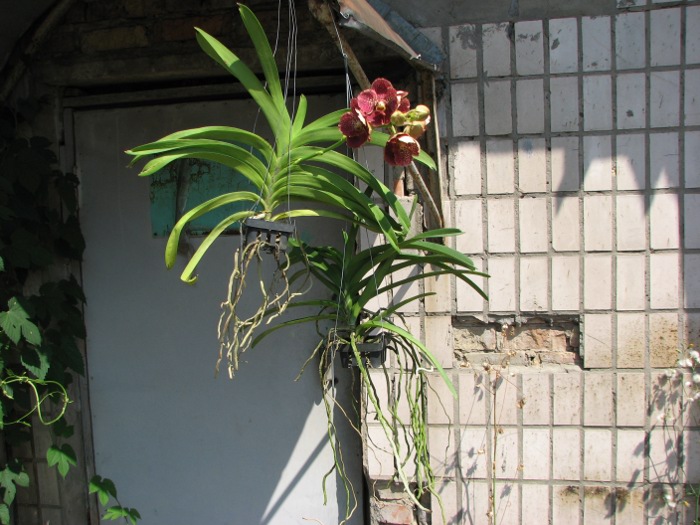 Vanda Keeree Sapphire x Vanda Chaiya.JPG