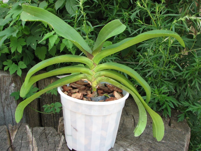 Rhynchostylis gigantea red.JPG