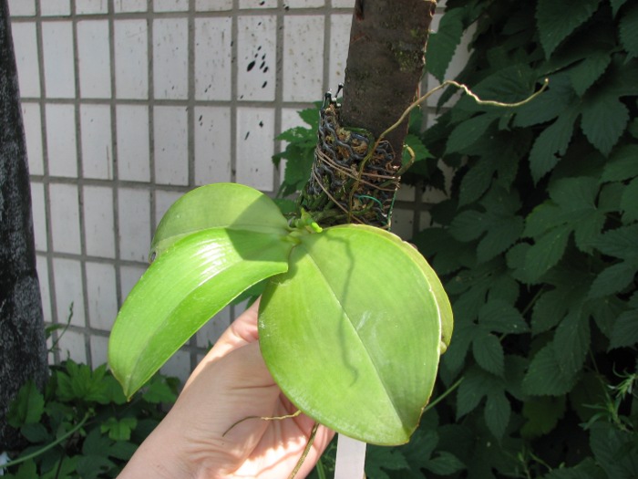 Phalaenopsis violacea 'Borneo'.JPG