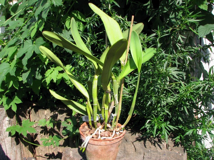 Laeliocattleya Hsinying Pub 'Albo Sanguinea' (purpurata x Batagesi).JPG