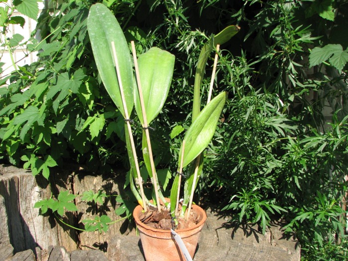Cattleya schroederae.JPG