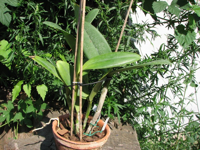 Rhyncholaeliocattleya Waianae Leopard 'Ching Hua'.JPG