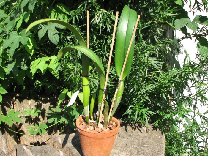 Rhyncholaeliocattleya Green Rattana 'Golden Angel' (Greenwich x Udomrattana).JPG