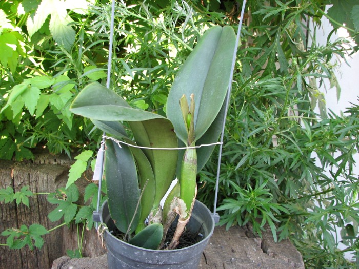 Brassolaeliocattleya Sanyung Ruby 'Kuang Lung' (Waianae Coast x Chia Lin).JPG