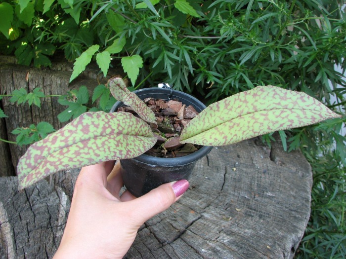 Psychopsis Butterfly (sanderae x papilio).JPG