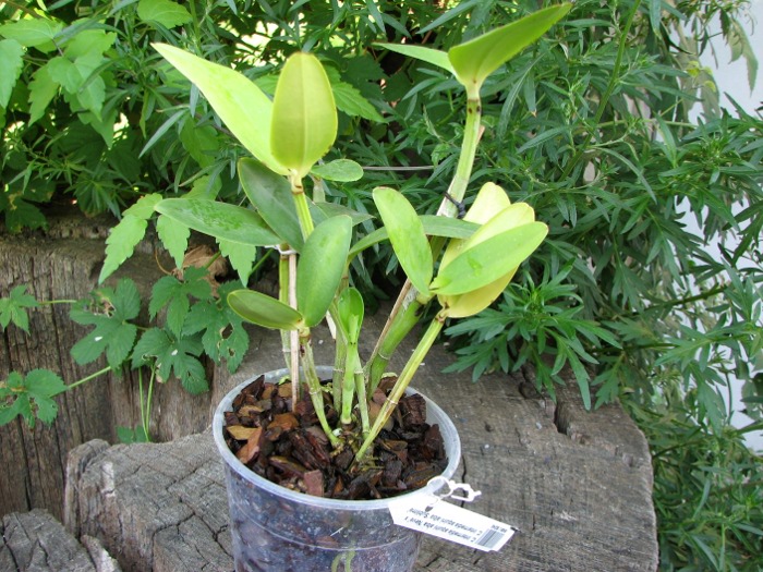Cattleya intermedia aquini alba 'Neve' x Cattleya intermedia aquini alba 'Sublime'.JPG