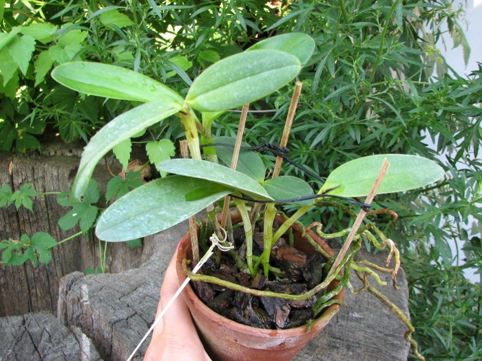 Cattleya leopoldii escura 'Brilhosa' x Cattleya leopoldii vinho 'Fininha'.JPG