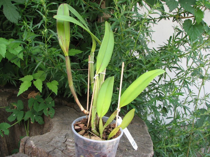 Cattleya lueddemanniana tipo 'Royal Flash' x Cattleya lueddemanniana tipo 'Drago'.JPG