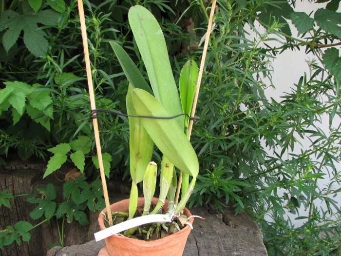 Laeliocattleya Supersonic 'Striking Lip' (Lc. Little Oliver x L.purpurata).JPG