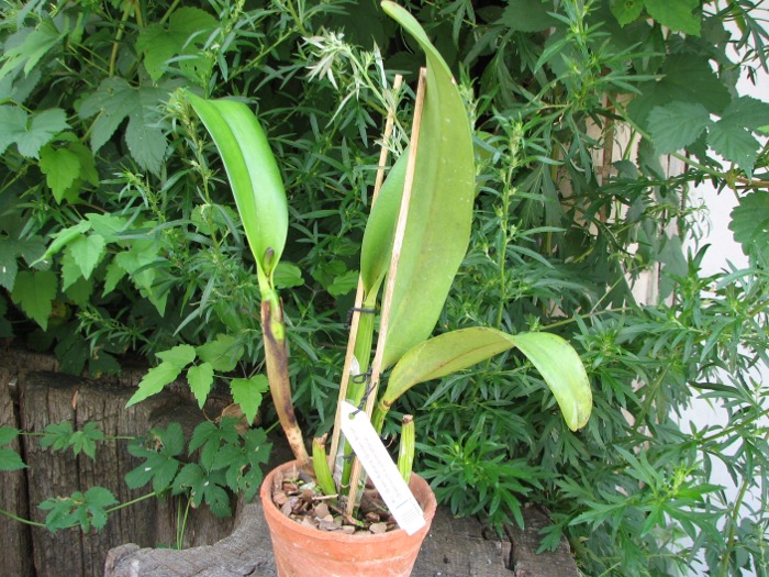 Rhyncholaeliocattleya Green Rattana 'Golden Angel' (Greenwich x Udomrattana).JPG