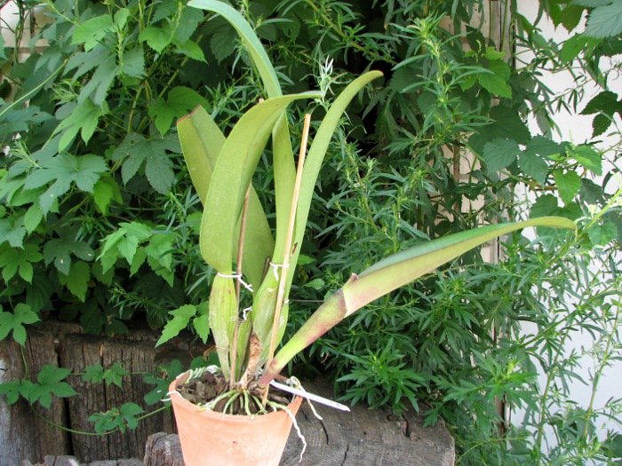 Brassolaeliocattleya Pamela Hetherington.JPG