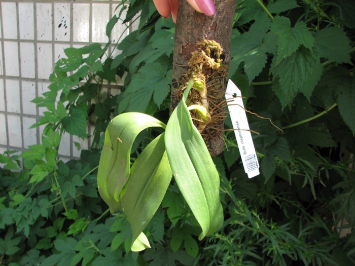 Bulbophyllum claptonense.JPG