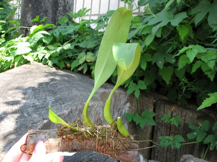 Bulbophyllum lobbii 'Wine'.JPG