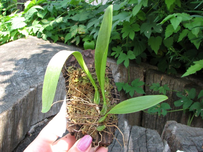 Bulbophyllum antennatum var. elephantis.JPG