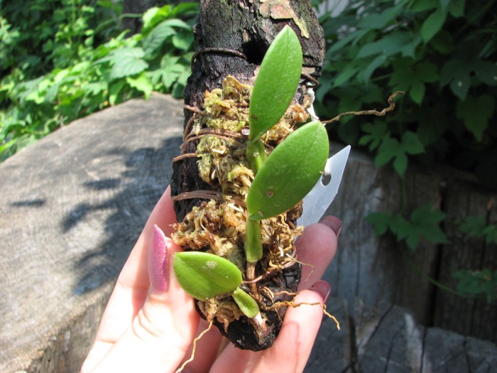 Bulbophyllum contortisepalum var. flava.JPG