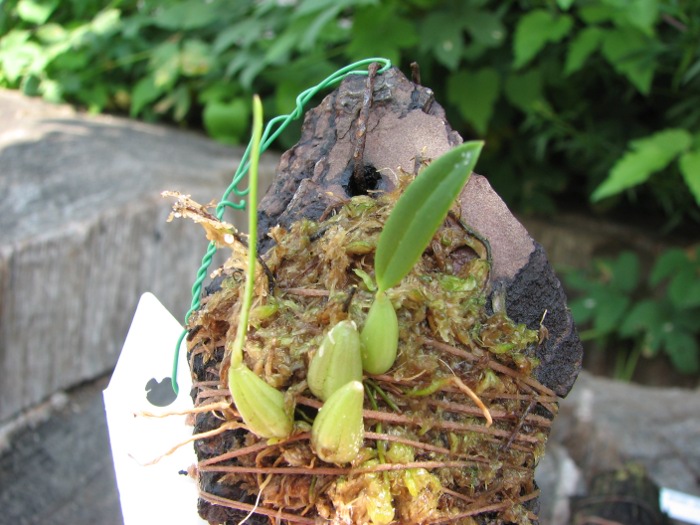 Bulbophyllum longicaudatum.JPG