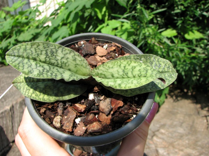 Paphiopedilum malipoense.JPG