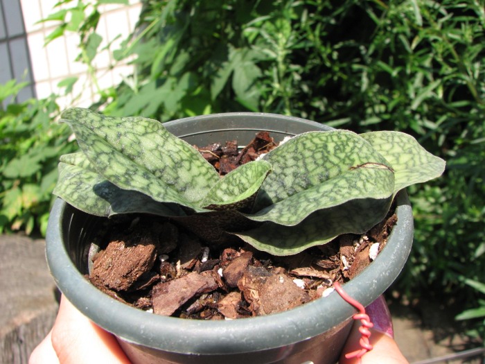 Paphiopedilum malipoense.JPG