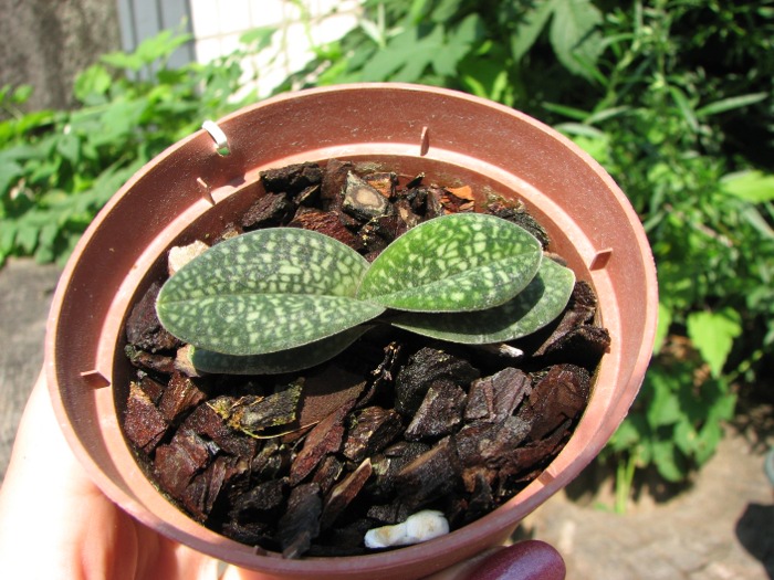 Paphiopedilum micranthum var. eburneum.JPG