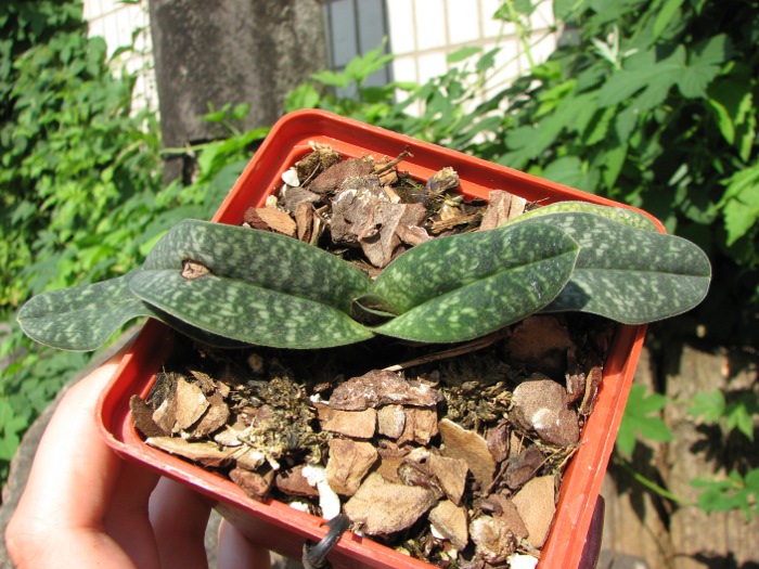 Paphiopedilum armeniacum.JPG