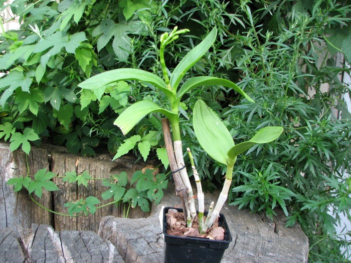 Dendrobium Kultana Fancy.JPG