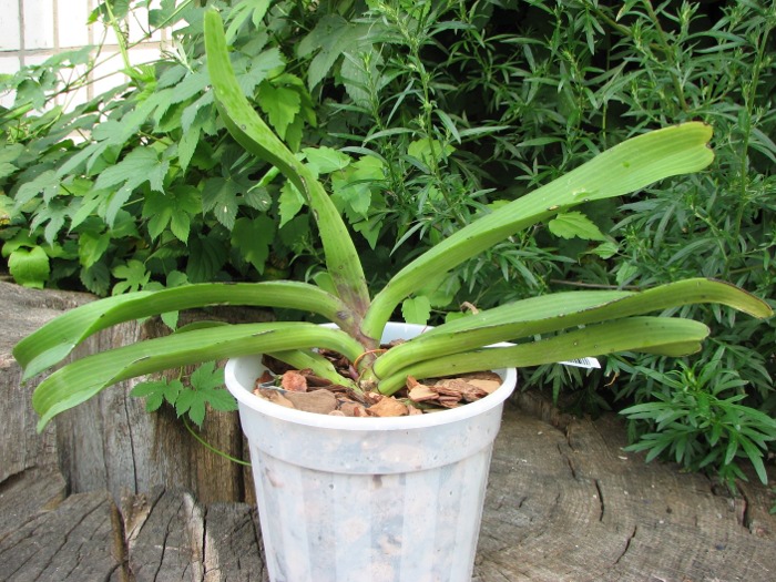 Rhynchostylis gigantea red.JPG