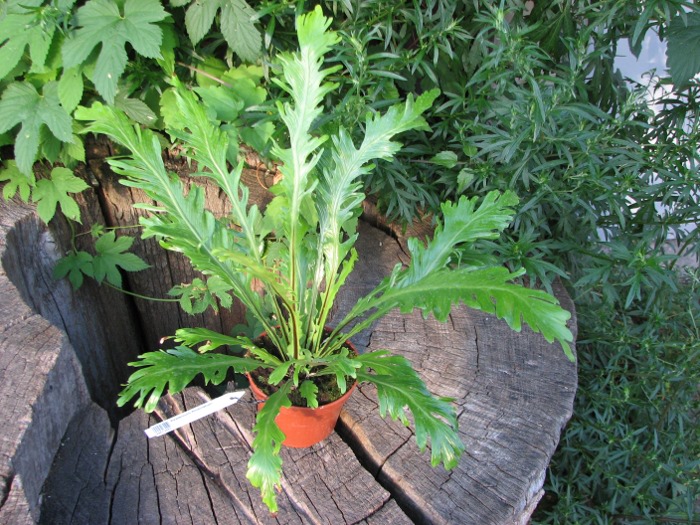 Asplenium fimbriatum.JPG