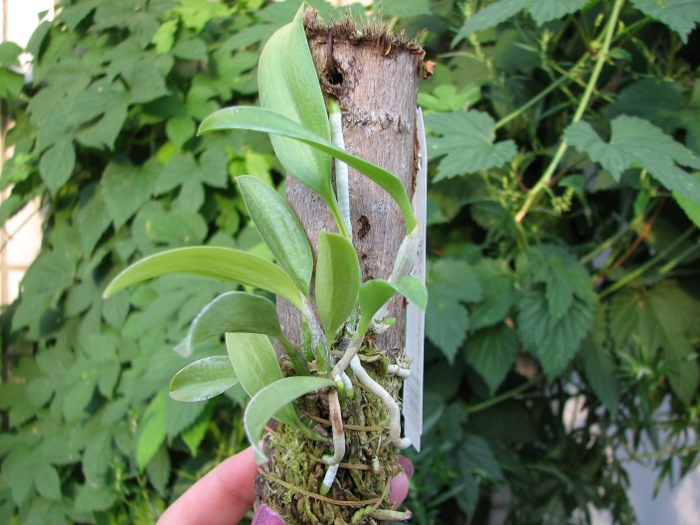 Laelia dayana tipo x self.JPG