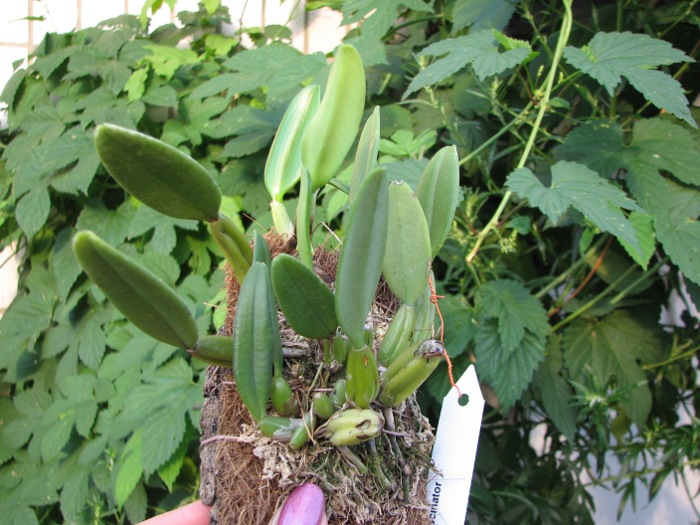 Bulbophyllum fascinator.JPG