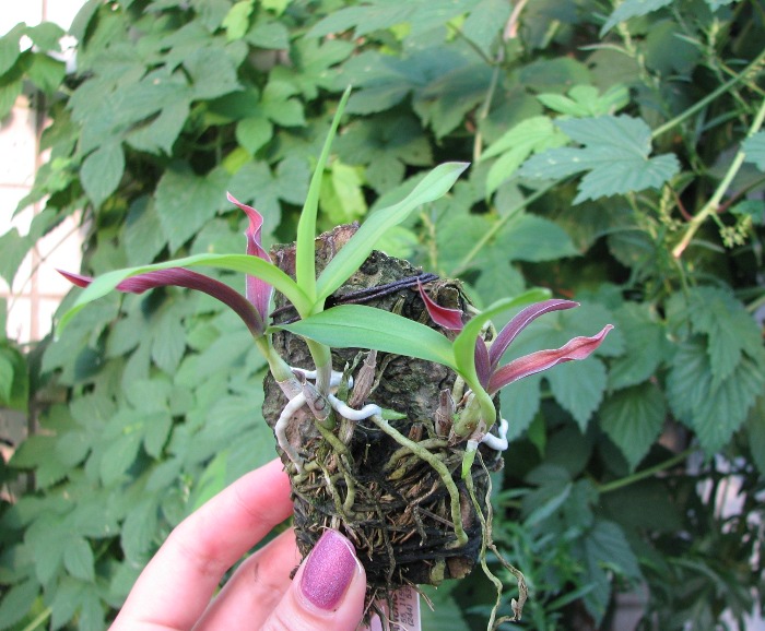 Barkeria naevosa x Barkeria halbingerii.JPG