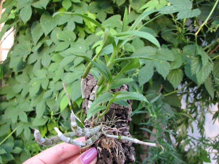 Dendrobium unicum.JPG