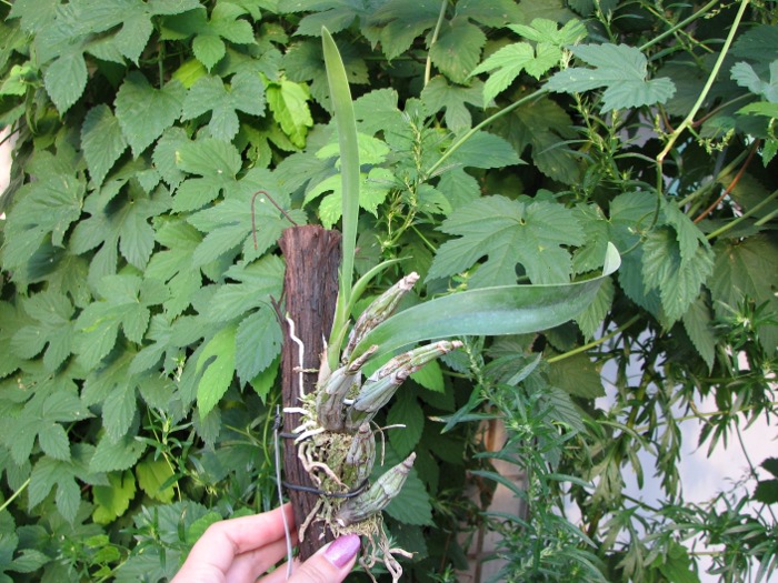 Laelia albida.JPG