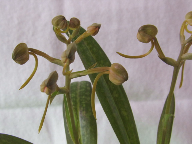 Habenaria rhodocheila 'Pink'