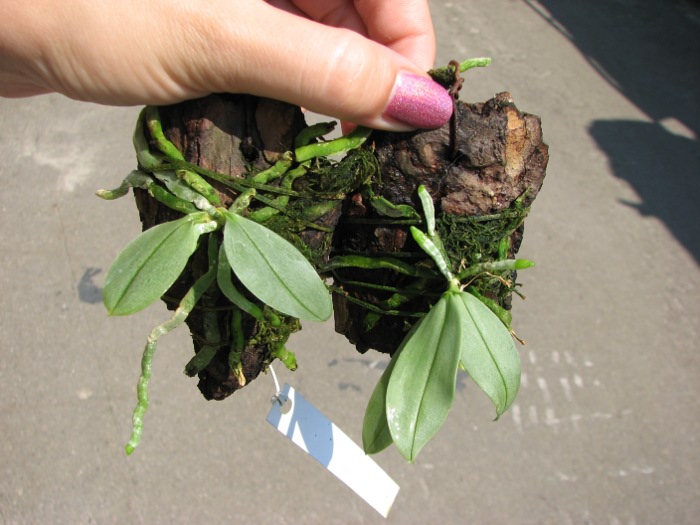 Phalaenopsis parishii.JPG