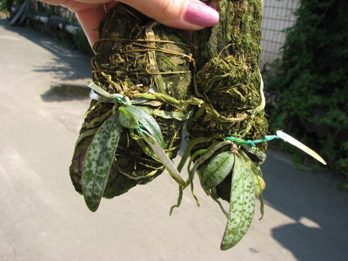 Phalaenopsis lindenii.JPG
