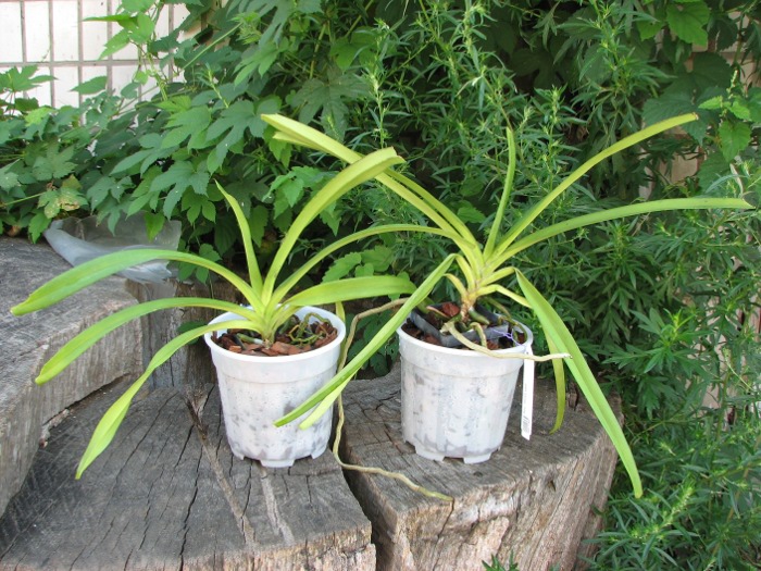 Rhynchostylis retusa spot.JPG