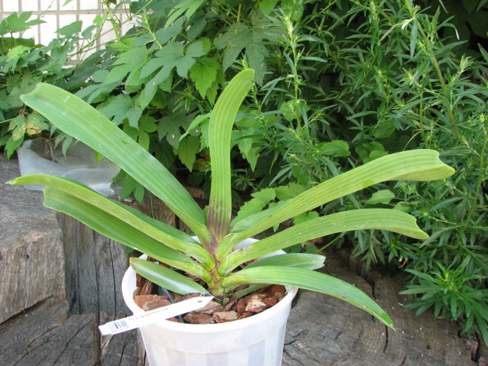 Rhynchostylis gigantea red.JPG