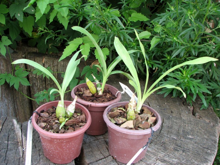 Clowesia Jumbo Grace 'Jumbo Orchids'.JPG
