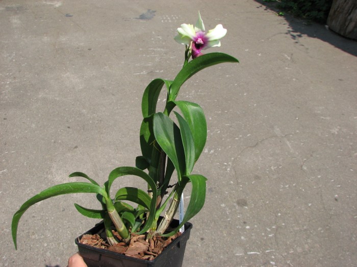 Dendrobium Rainbow Fantasy.JPG