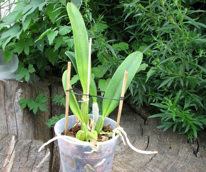 Cattleya percivaliana tipo XXX x Cattleya percivaliana 'Summit - Mutante'.JPG