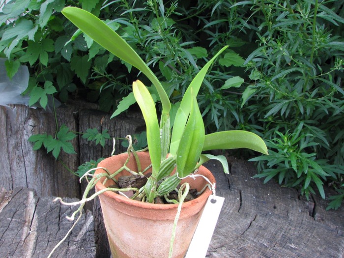 Cattleya percivaliana semi alba 'Altamira' (11-6) x percivaliana semi alba 'Carache' (06-6).JPG