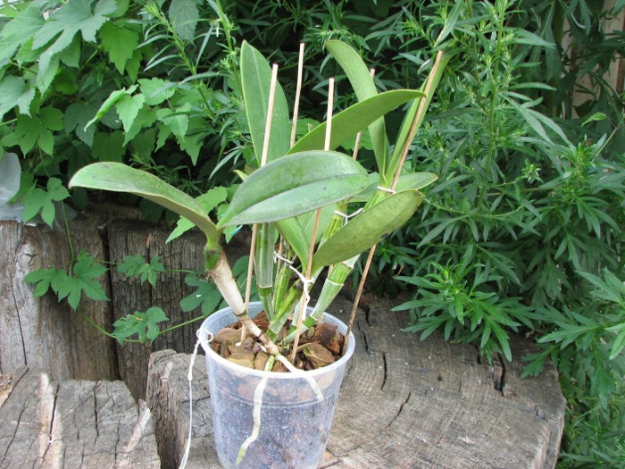 Cattleya violacea.JPG