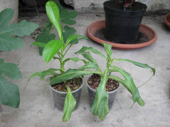 Nepenthes ventricosa x alata.JPG